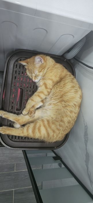 ПРОПАЛА КОШКА рыжая,девочка