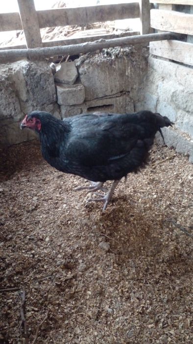 Kulangi makyon sotilade arzon narsa emas