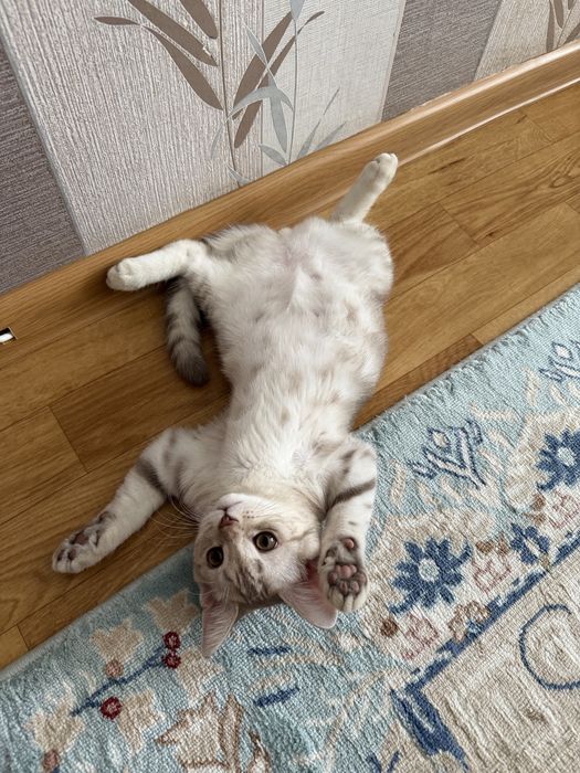 продаю котенка