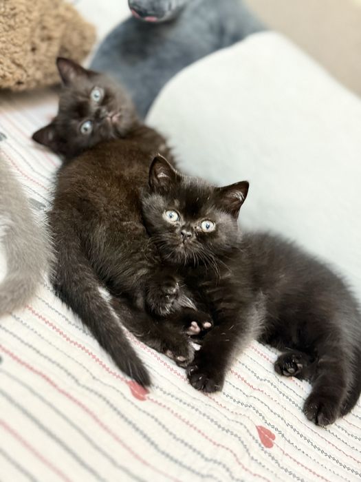 Продаются котята