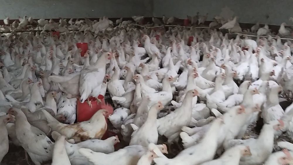 Loman sendi malotka tuxumga yaqin 1 qoʻldan sotiladi