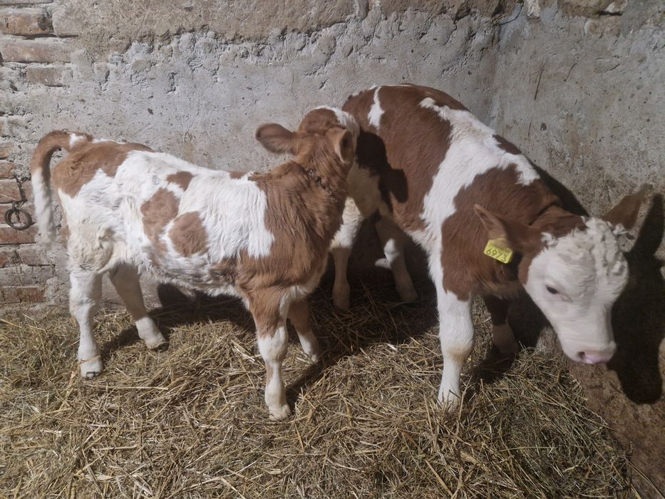 Vând un tauras si o vitea