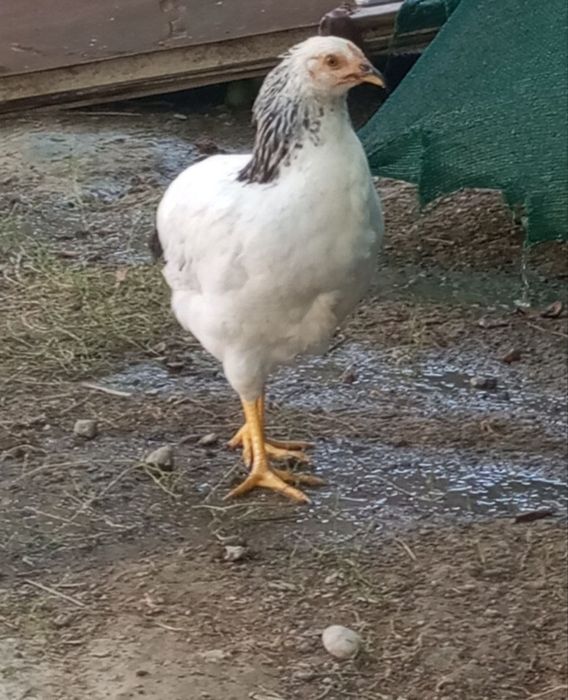 Adler va Andijon qora tovuq xo'rozlari
