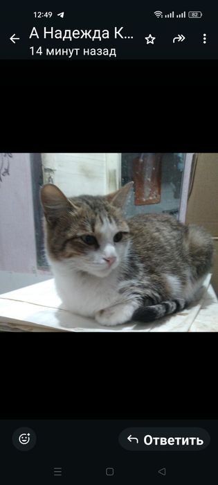 Отдаю бесплатно кошку