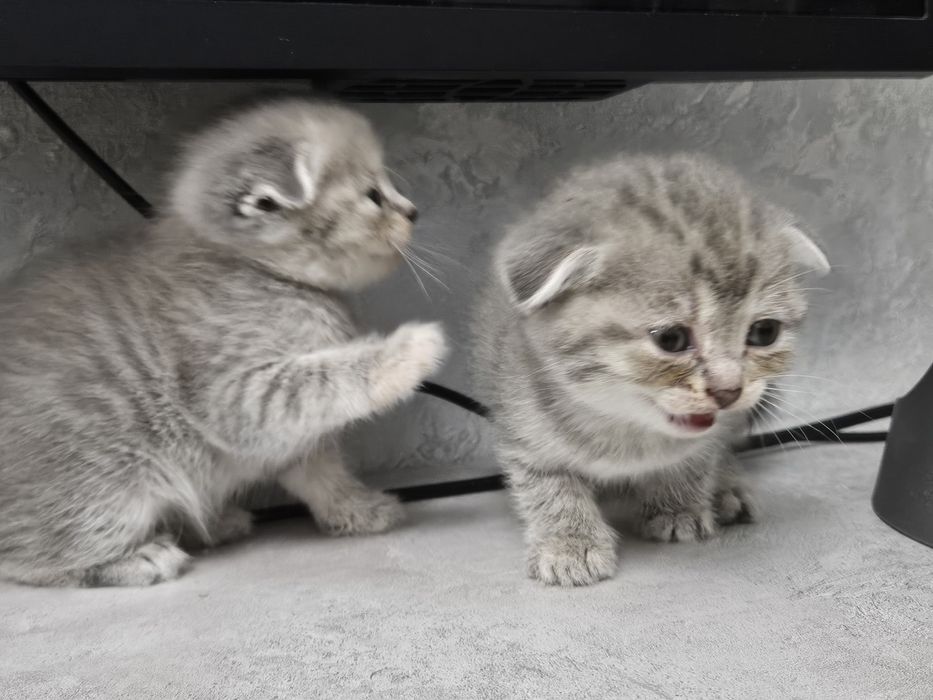 Продам умных котят