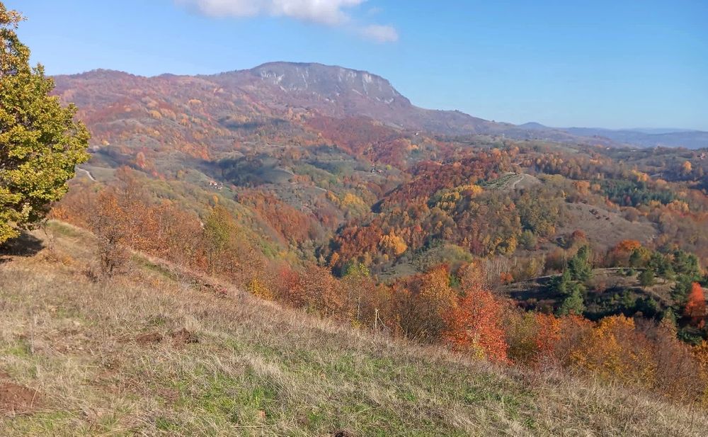 Plante medicinale  -pentru tine și familia ta