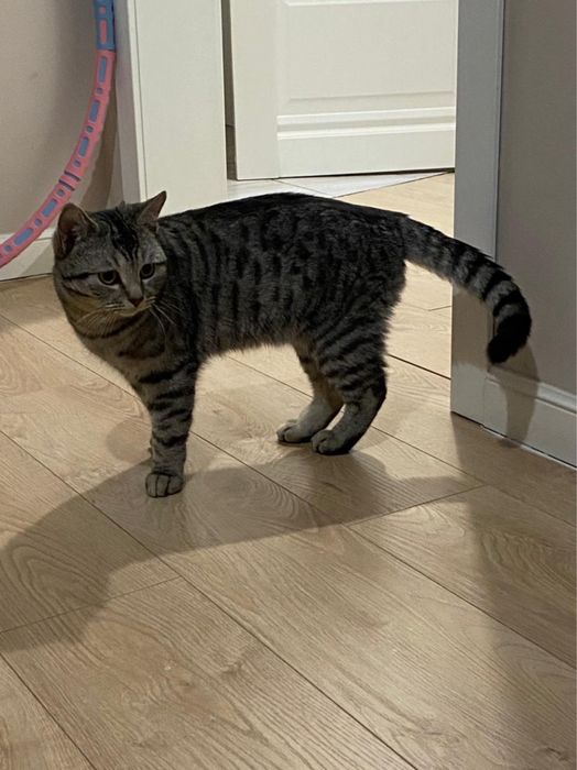 Вязка британский кот(британец)