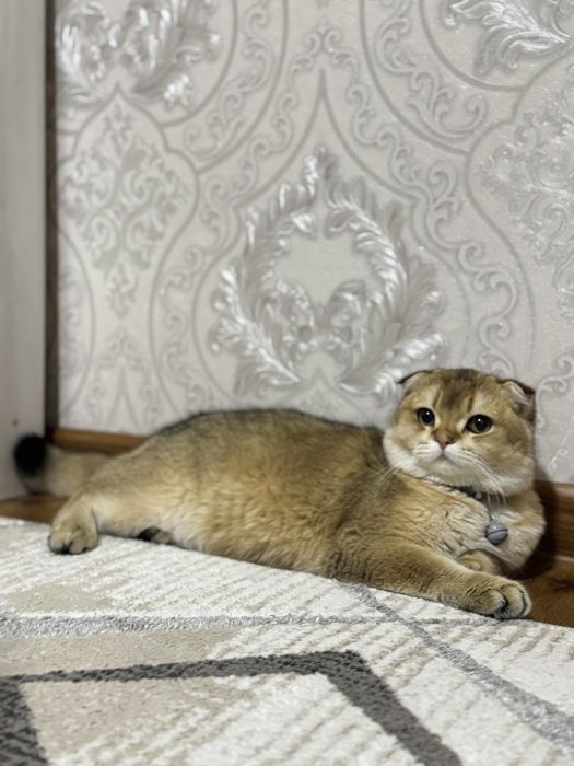 british shinshilla fold