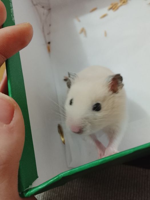 Продам хомяка срочно