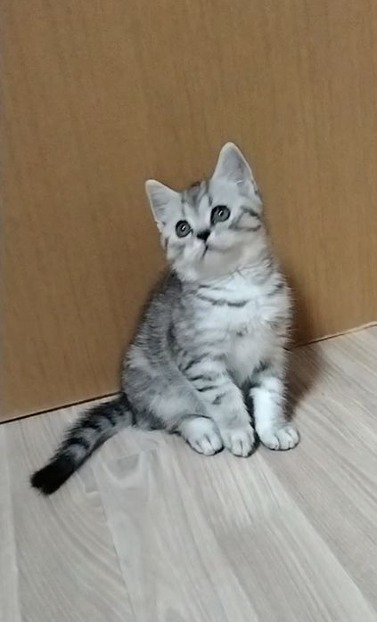 Скоттиш страйт. Котик.