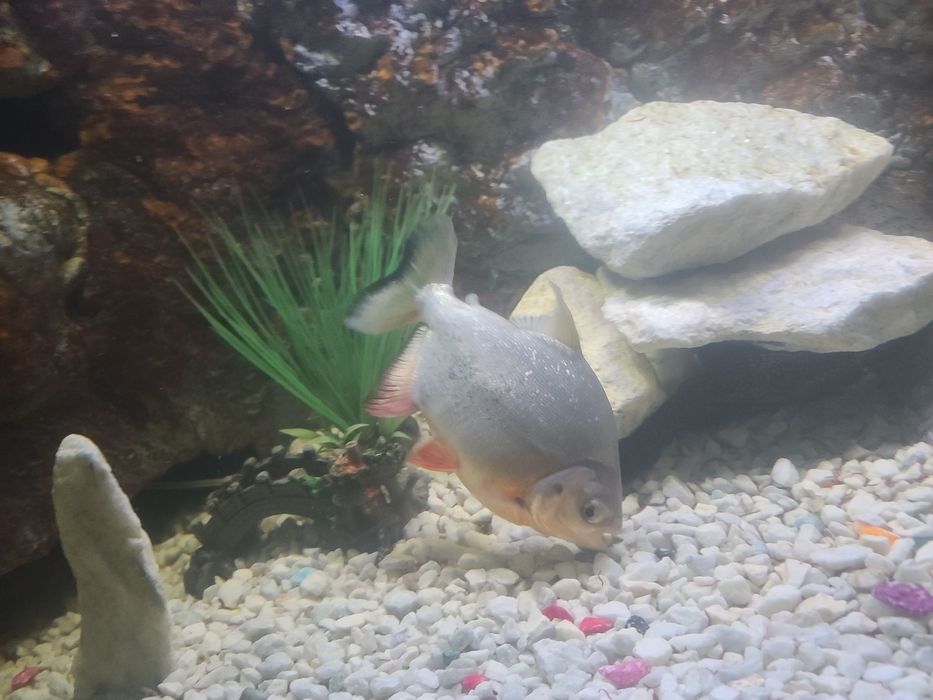 Sog‘lom baliqlar sotiladi.