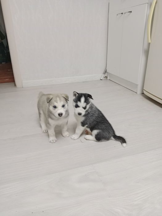 Продается щенок  Сибирской Хаски