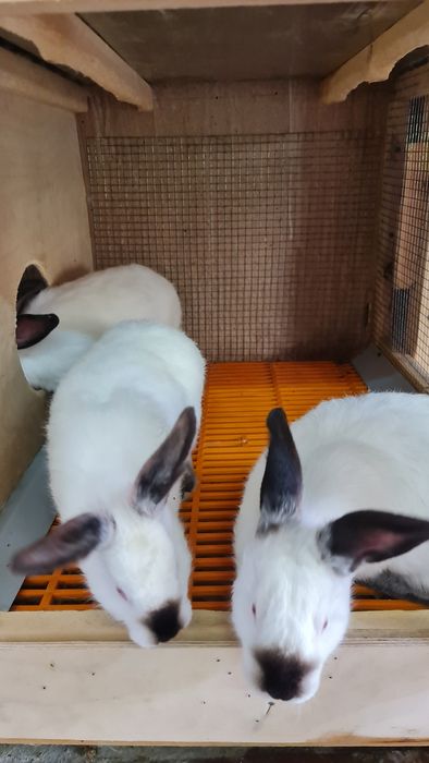 Продается мини ферма