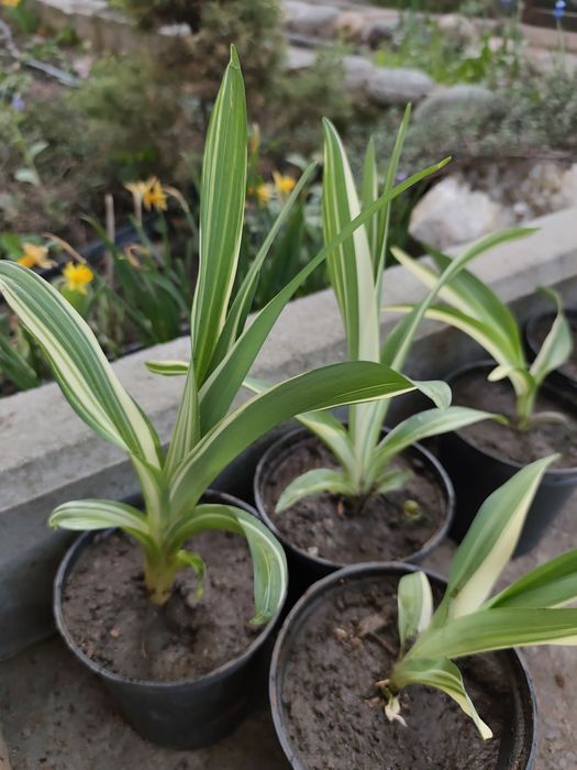 Лилейник (петушок)вариегатный