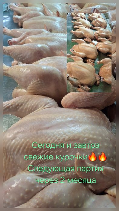 Домашний бройлер