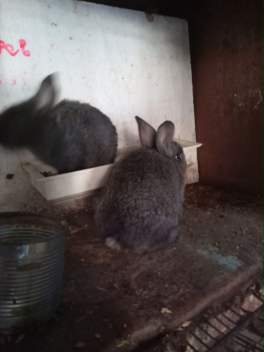 Продам молодых крольчат породы самец строгачь  самка фландр