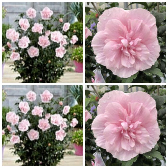 Butas(Răsad) Trandafir Japonez Hibiscus Sinensis,Rosu,Roz,Alb,Mov,Galb