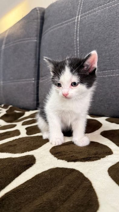 Отдам котят в добрые руки