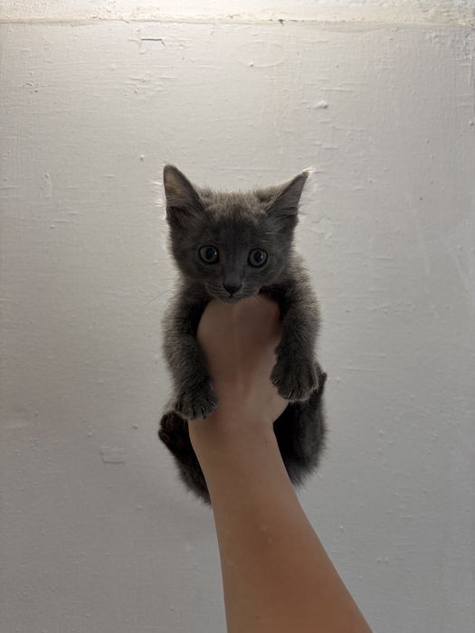 продается котенок