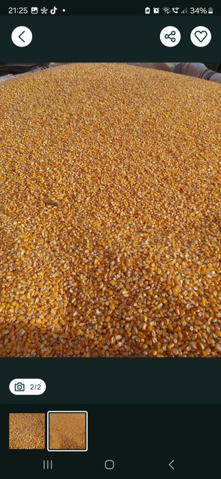 Vând Porumb Recolta 2025