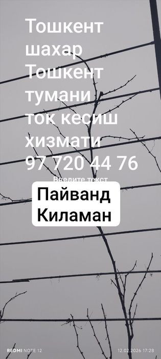 Богбон хизмати ток кесиш консултация бериш пайванд килиш