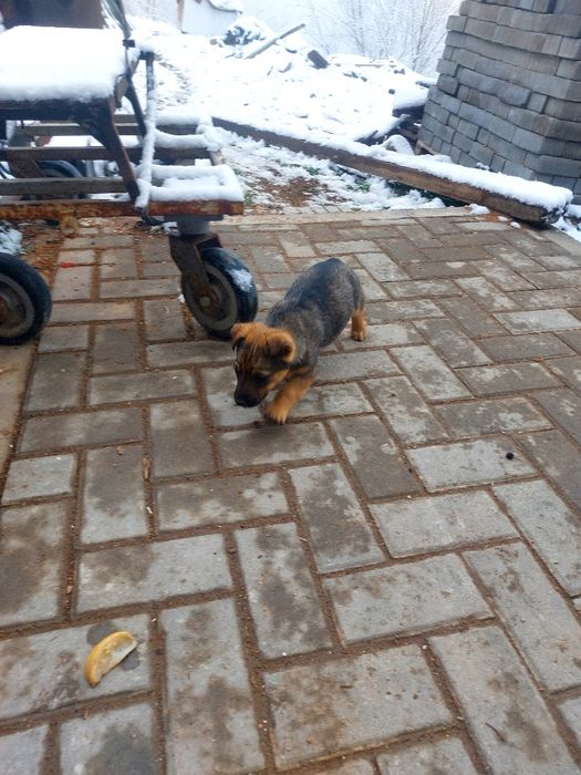 Щенки помесь яктерьера