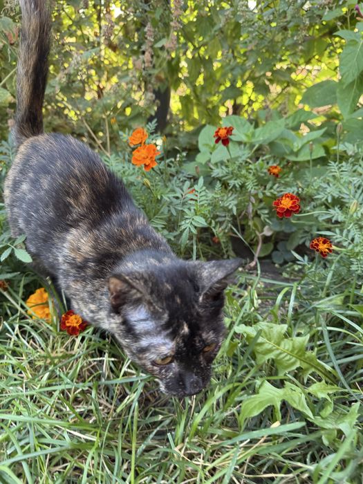 Котенок в добрые м любящие руки