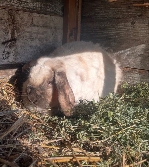 Femelă Berbec German Pitic Vând