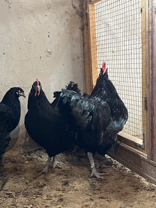 Семейка Джерси Гигант