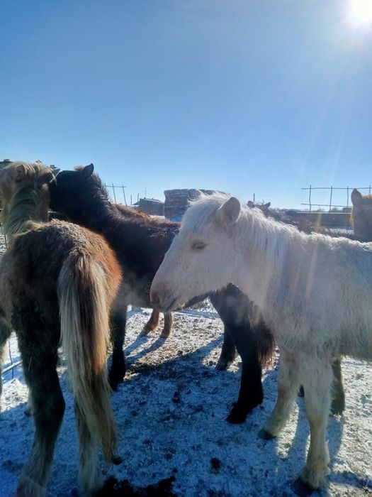 Продаются жирные тайчики