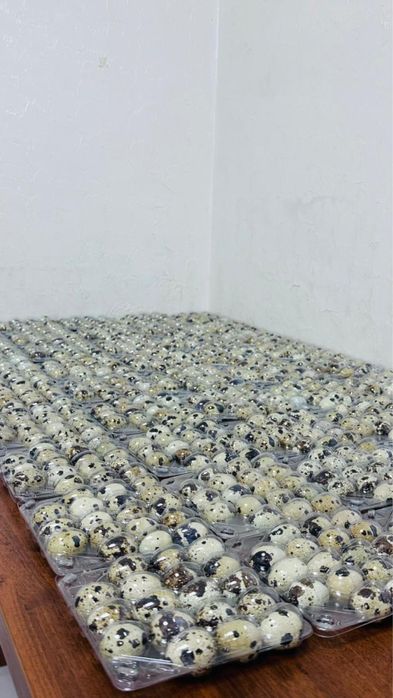 Перепелиные яйца