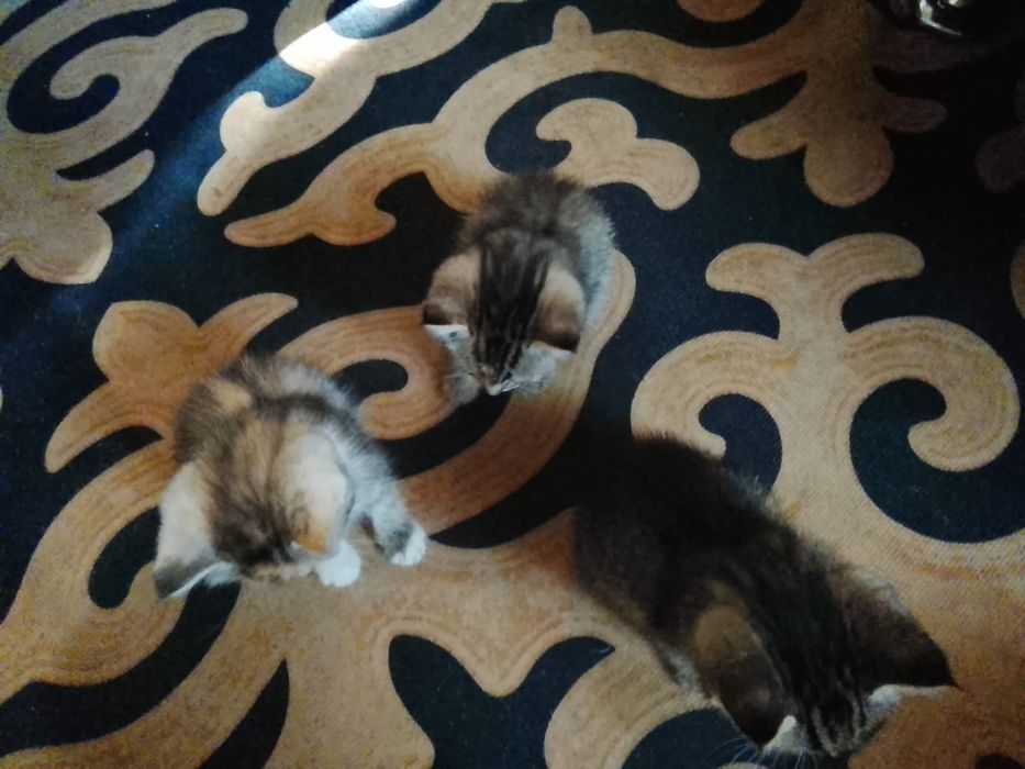 Отдам котят бесплатно