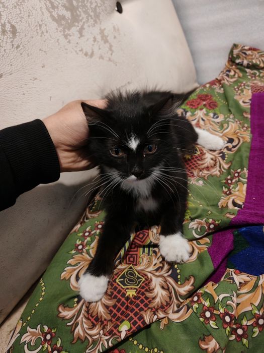 Кошка, кошка, кошка