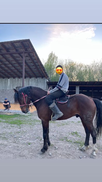 Айгыр Полукровка Англичанин один хозяин!!!