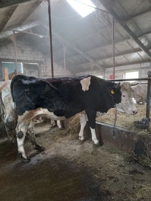 Vand vaca 6 ani buna de lapte