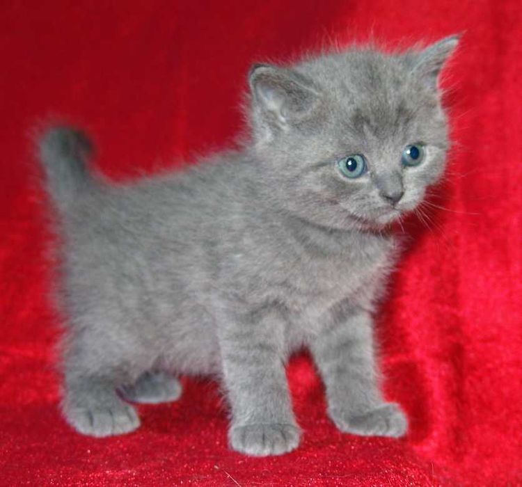 Продам британских котят.