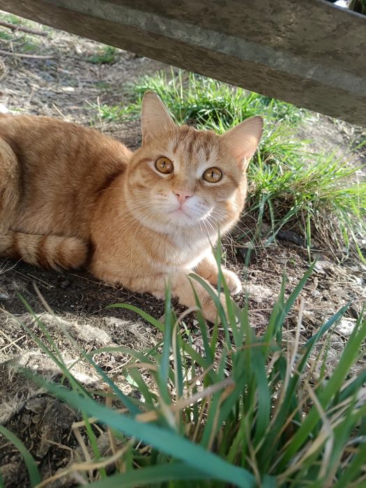 Пристраивается красивый котик