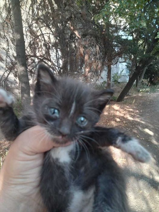отдам котят в добрые руки