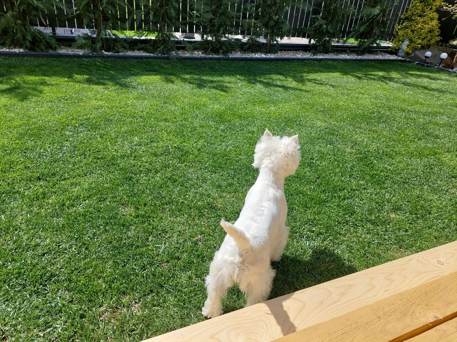 Catelusa Westie Highland White Terrier 1 an cu pedigree