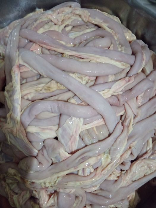 Черева конская,шек, кишки.