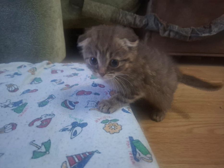 Котята вислоухие