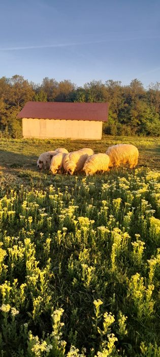 Vand o perche de oi cu un miel