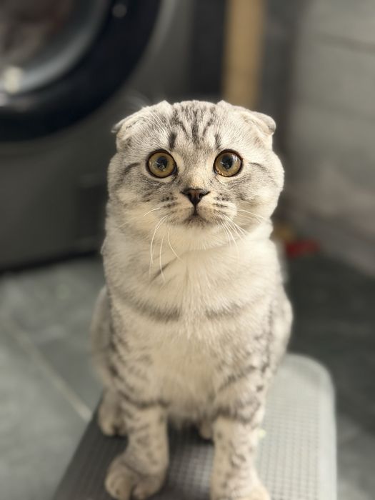 Котенок Британка