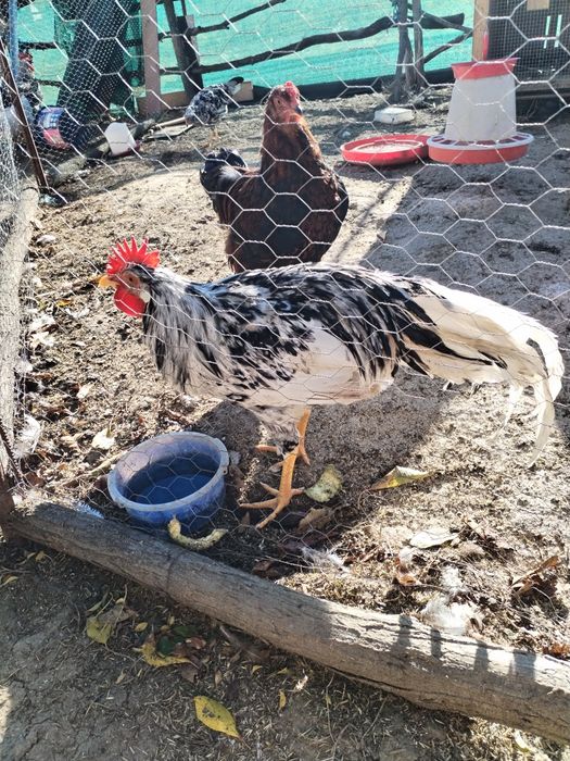 Familie italiene 2+1 pita pinta