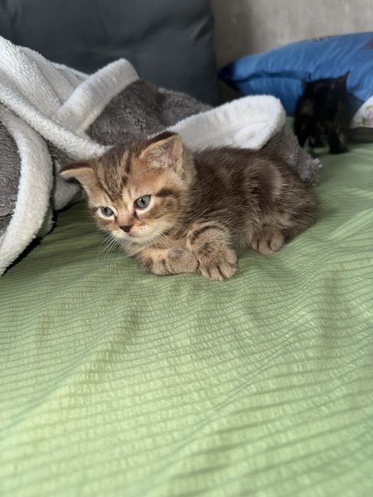 Продам котенка британский прямоухий