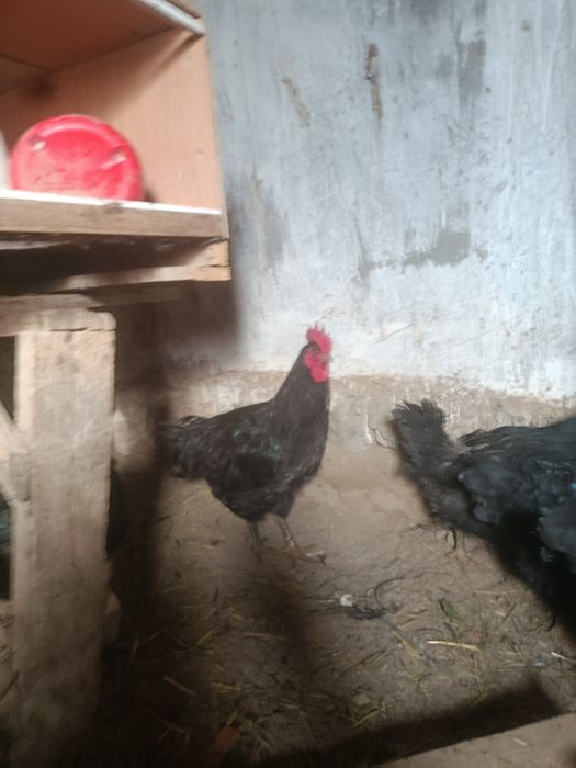 Продам цыплята  Джерсиский гигант