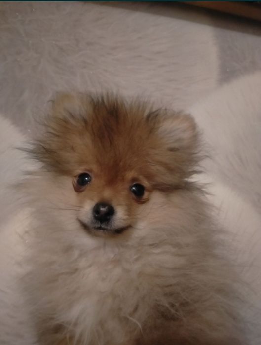 Пр.щенка мини шпица мальчик 4 мес.