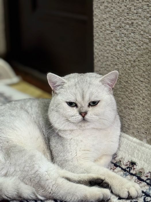 Вязка хизмати! Эркак мушук Барсик киз мушукларни учрашувга таклиф этад