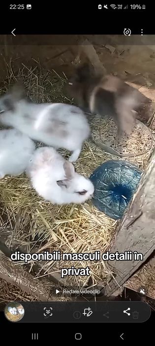 De vânzare 4 masculi cap de leu