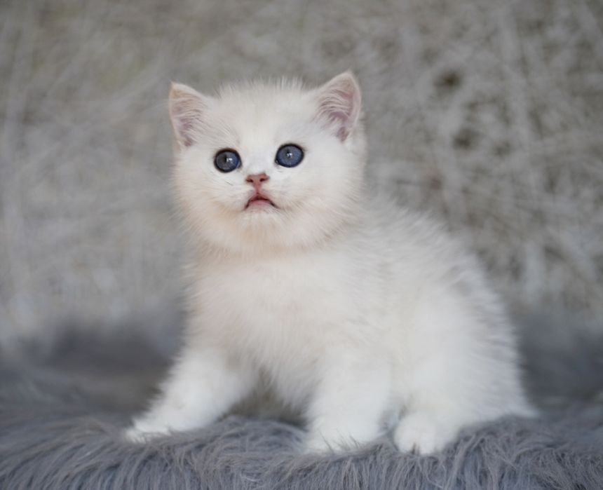 Британские котята